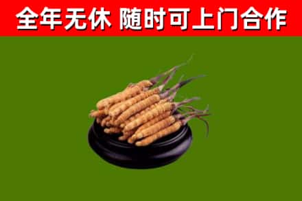 汤旺县回收散虫草