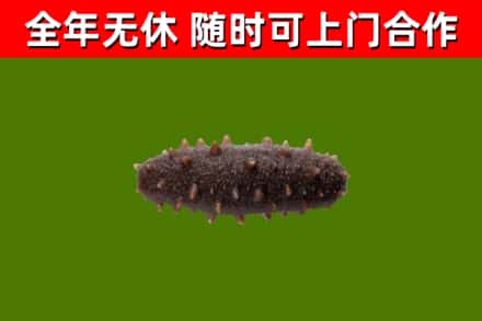 汤旺县回收海参干